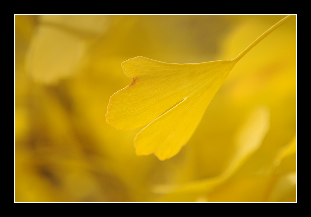 Ginko Blatt im Herbstkleid