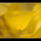 Ginko Blatt im Herbstkleid