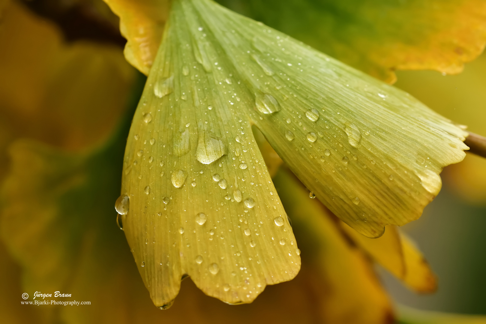 Ginko Blatt im Regen