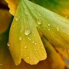 Ginko Blatt im Regen