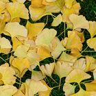 Ginko-Herbst