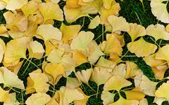 Ginko-Herbst