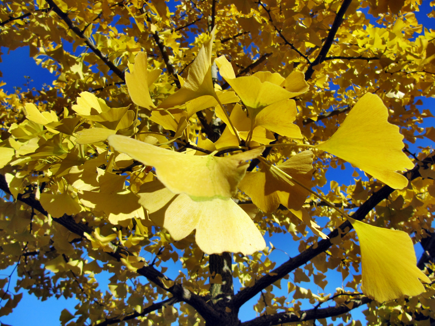 Ginko im Abendsonnenlicht