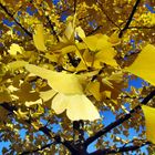 Ginko im Abendsonnenlicht