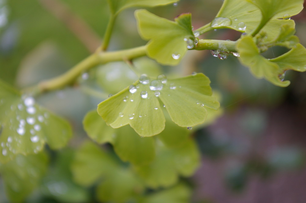 ***Ginko im Frühling***