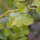 ***Ginko im Frühling***