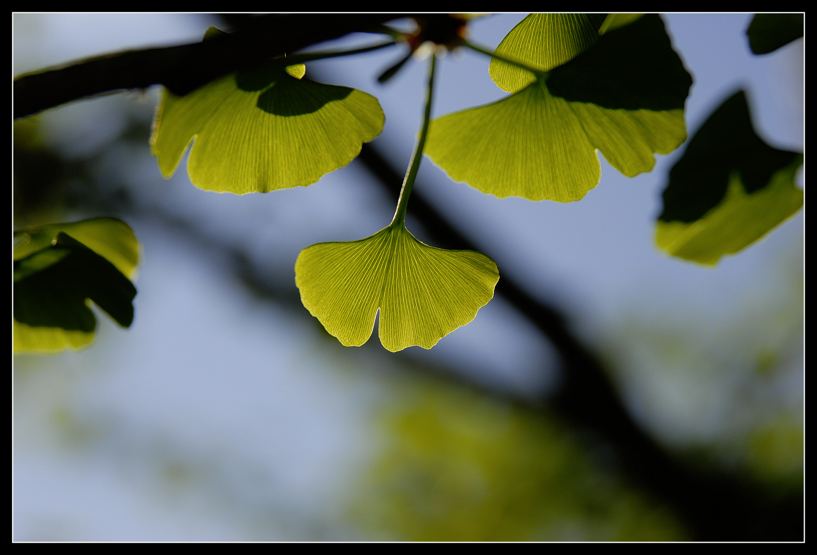 Ginko im Gegenlicht