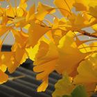 Ginko im Herbst