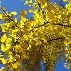 Ginko im Herbst