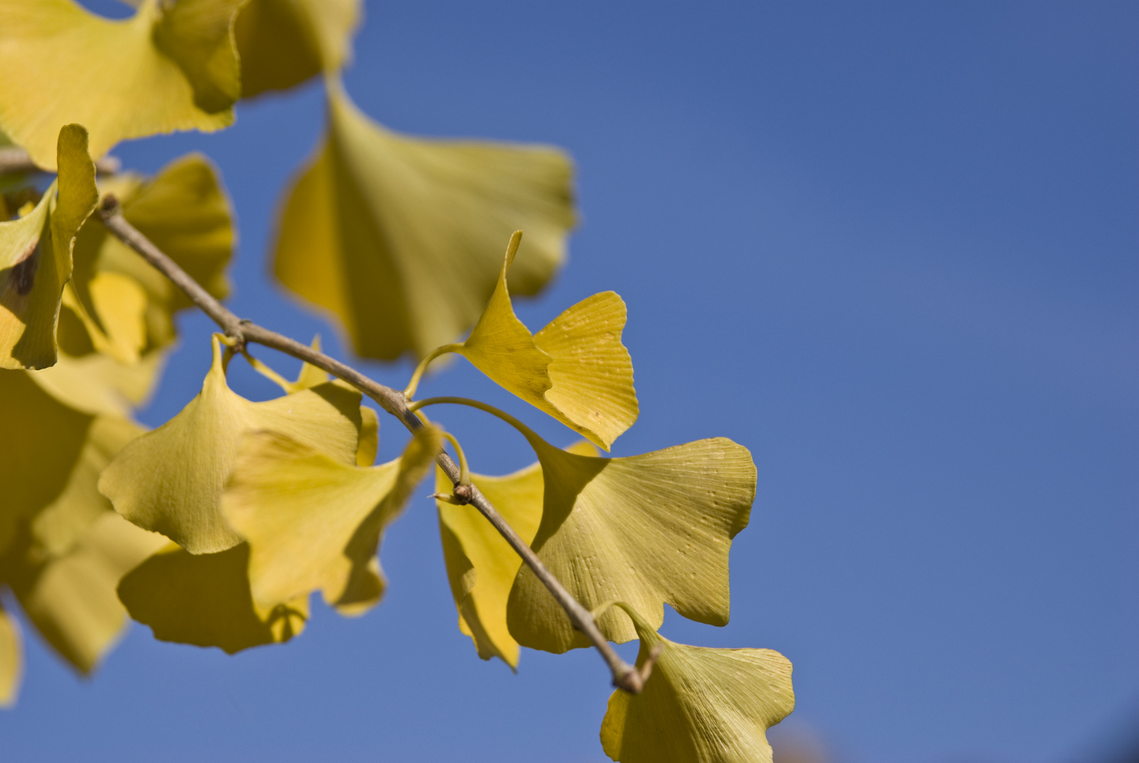 Ginko im Herbst