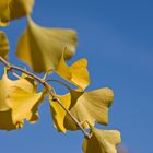 Ginko im Herbst