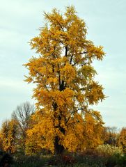 Ginko im November