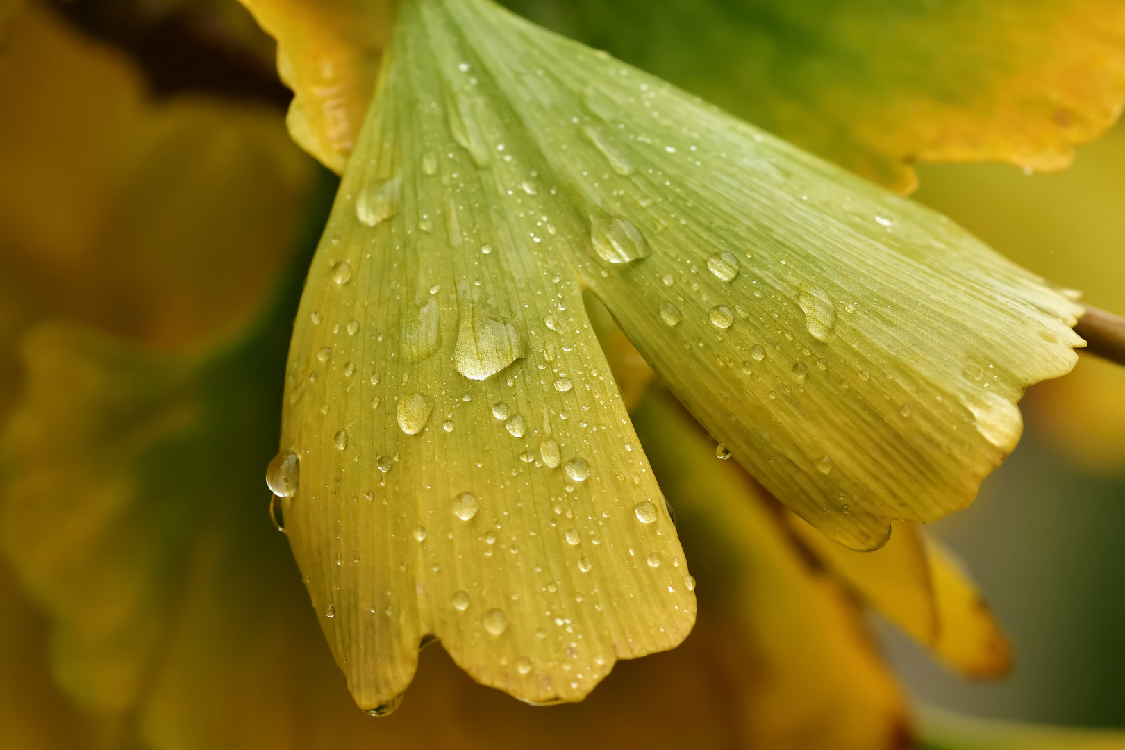 Ginko im Regen