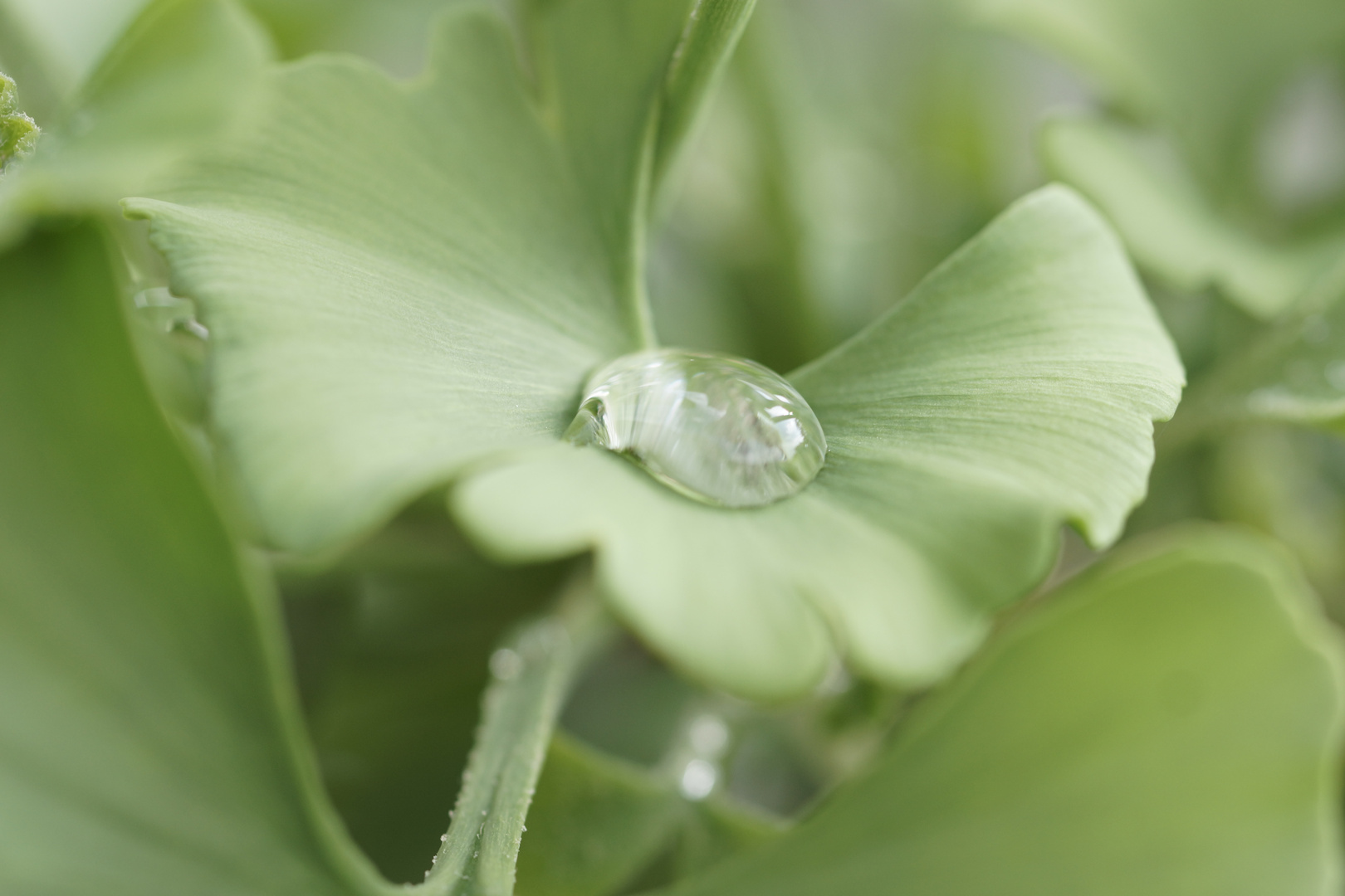 ginko morgetau