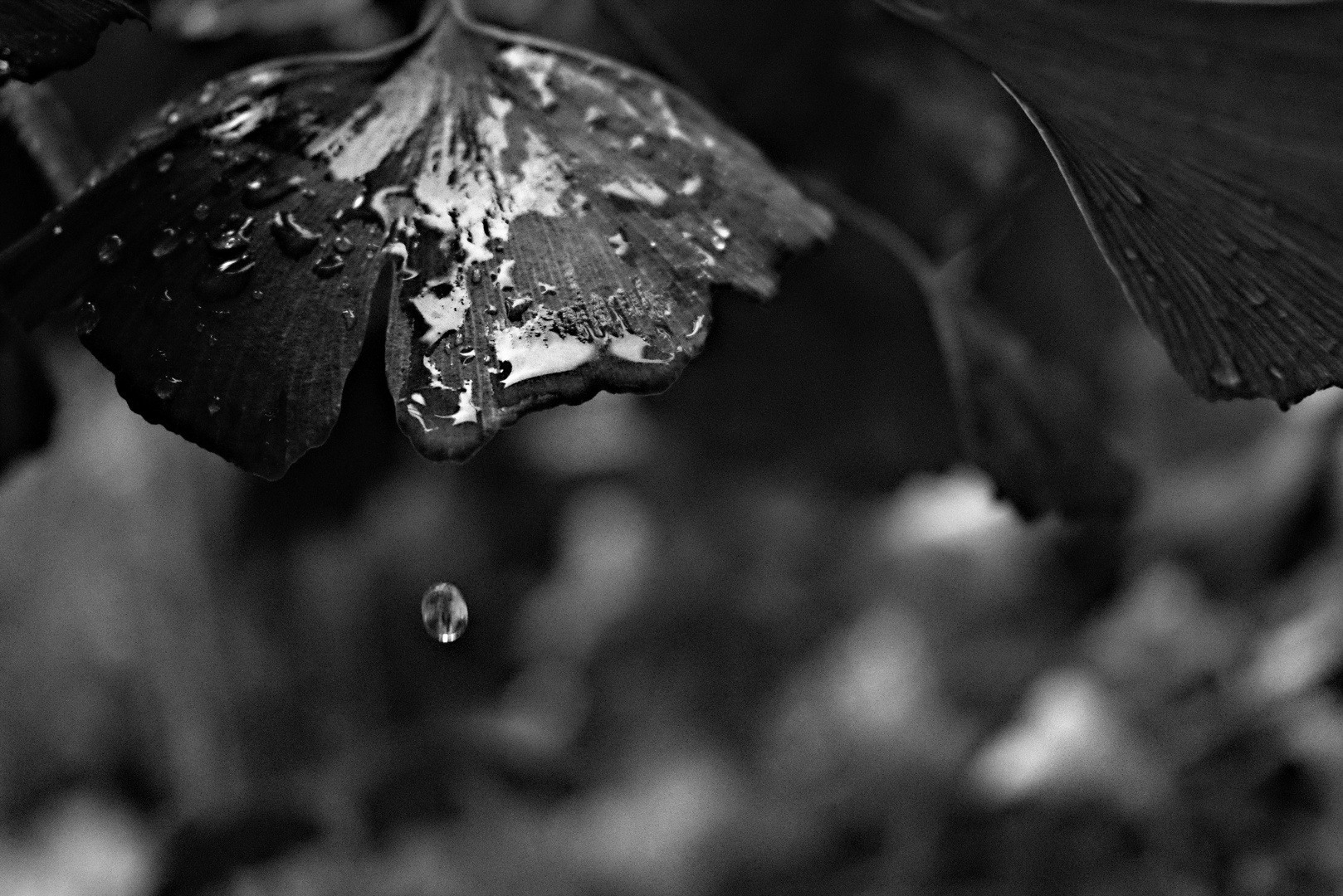 Ginko nach Gewitter