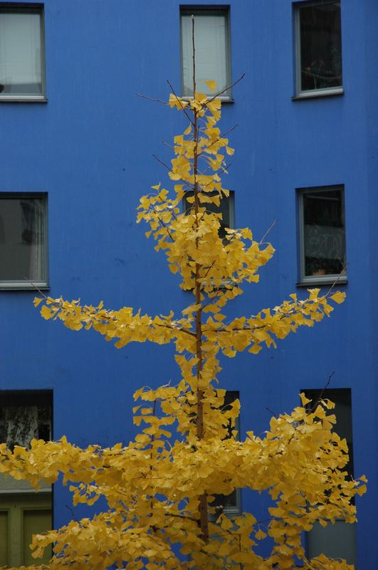 Ginko vor Blau