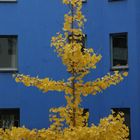 Ginko vor Blau