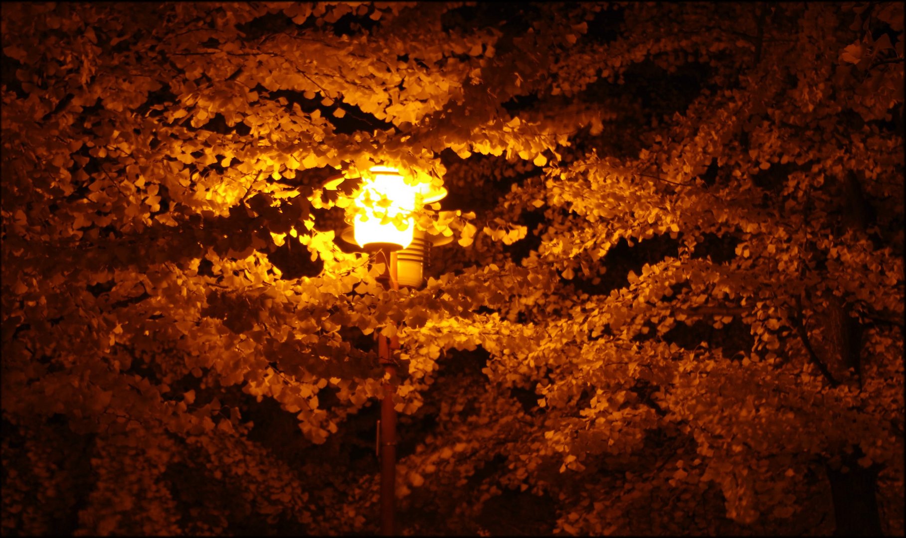 Ginkobäume