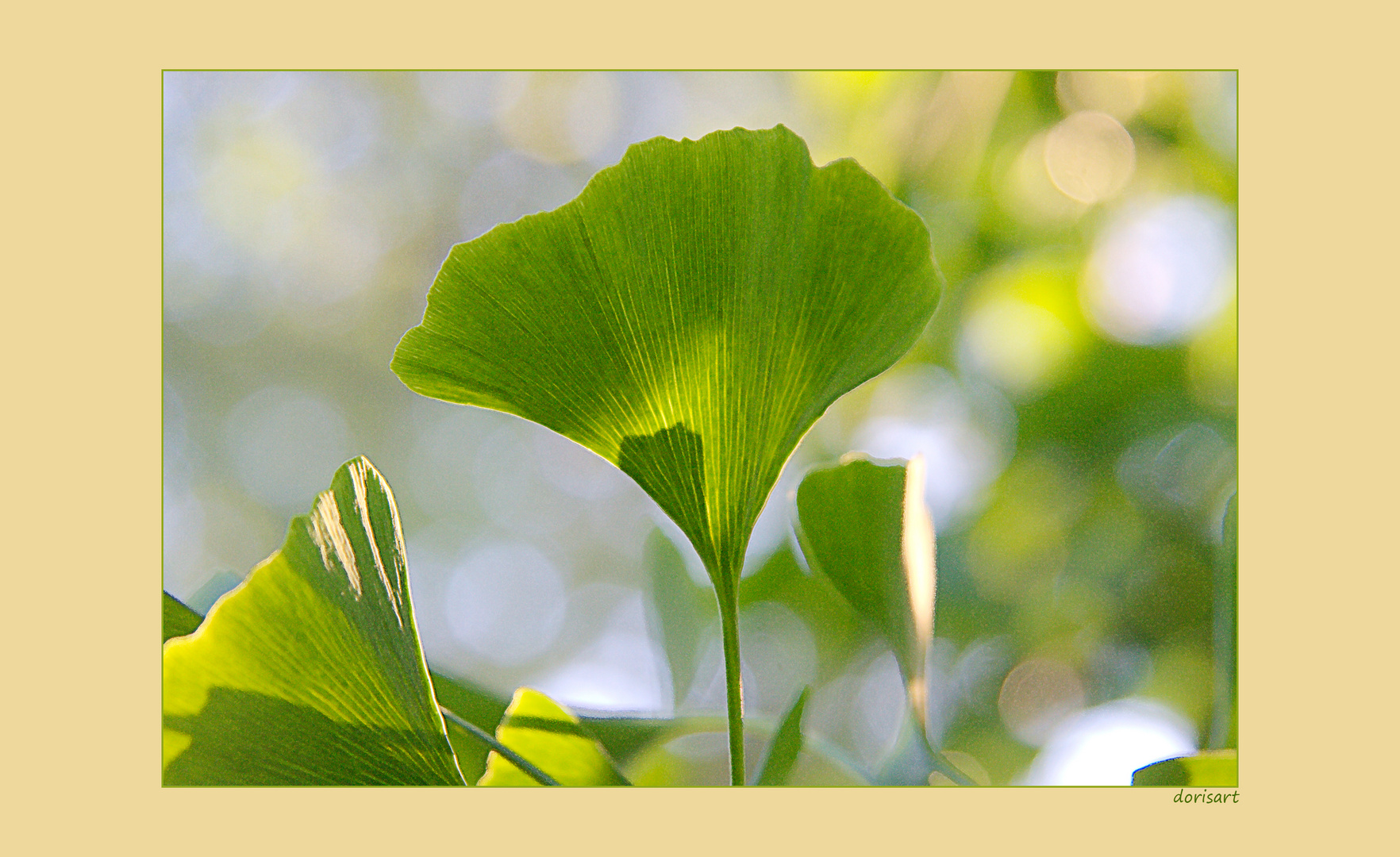 Ginkoblätter 2