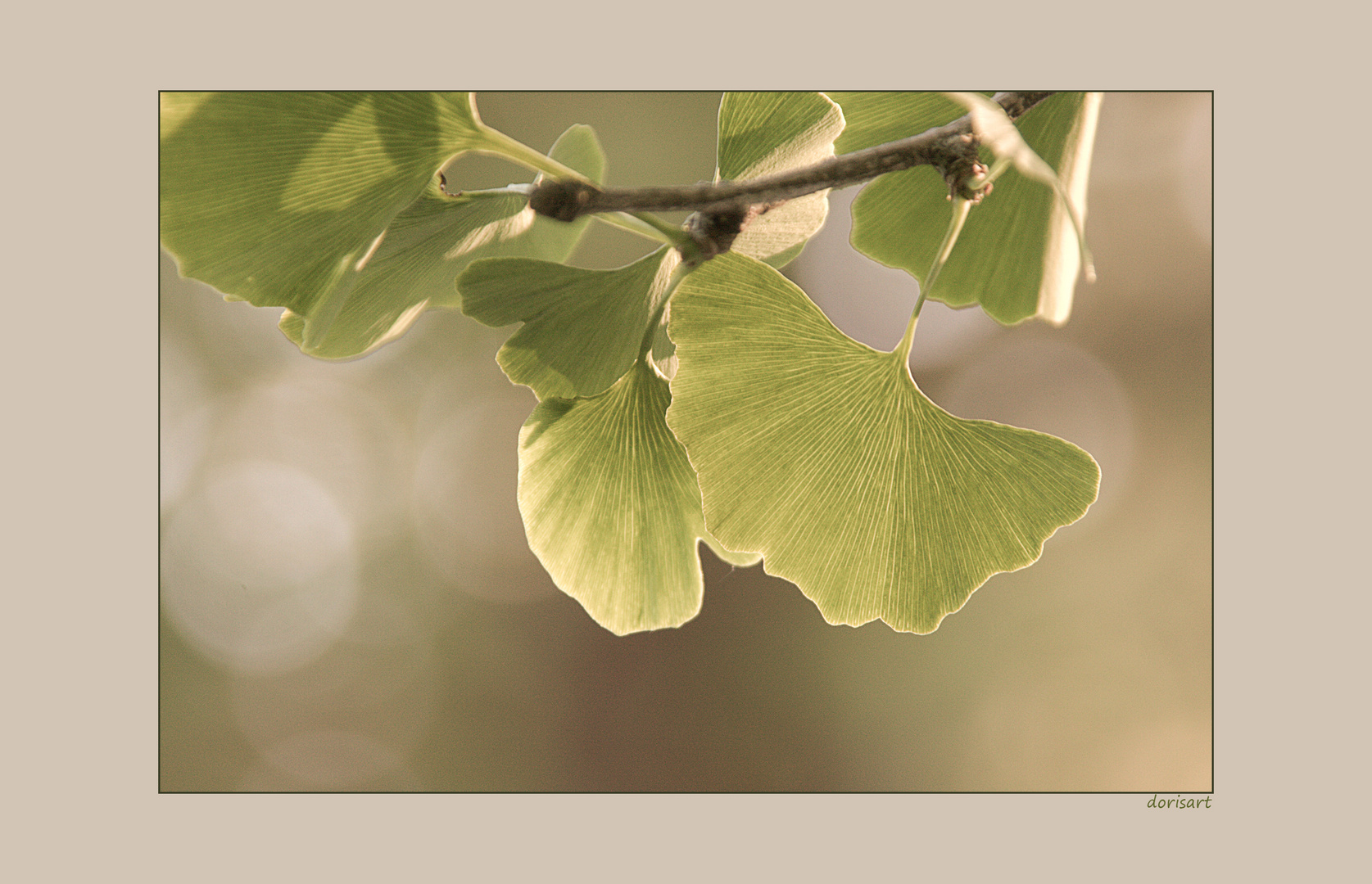 Ginkoblätter