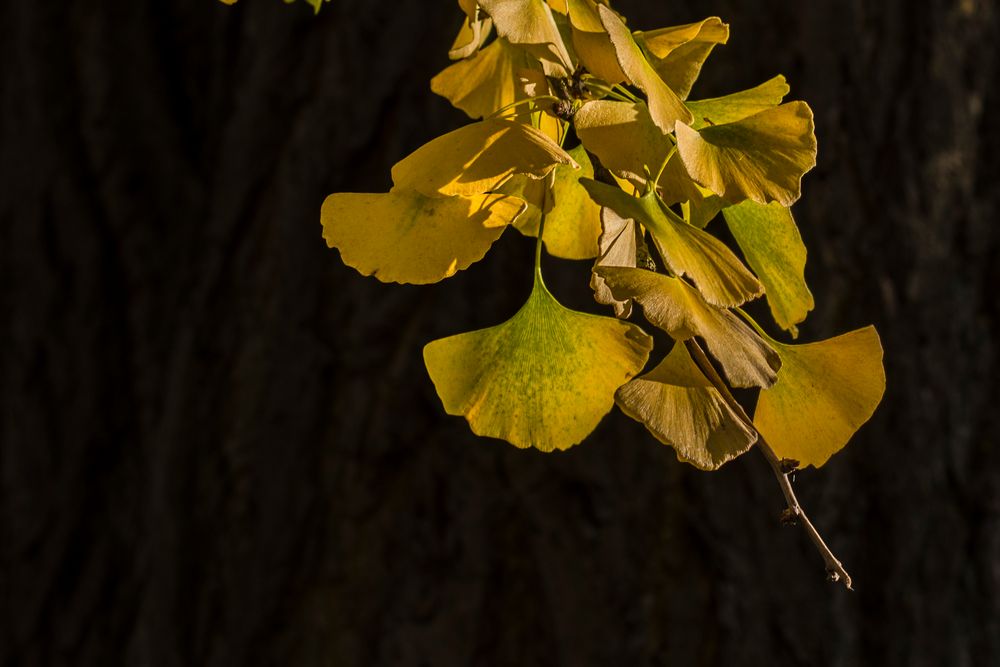 Ginkoblätter