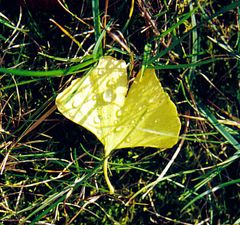 ginkoblatt im herbst