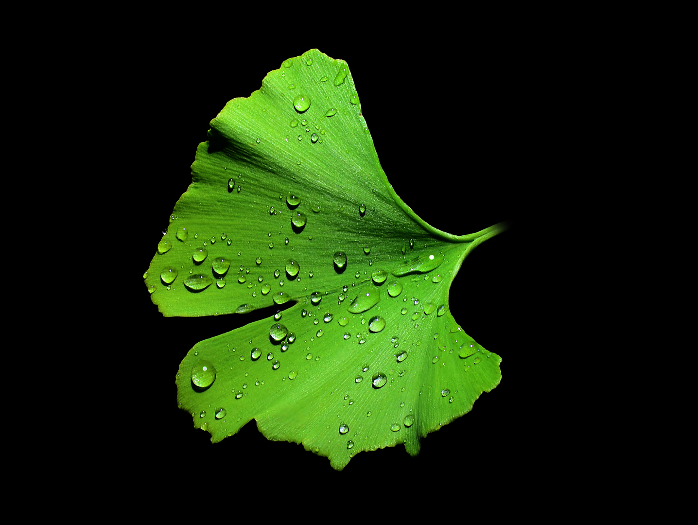 Ginkoblatt mit Wassertropfen