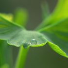 Ginkoblatt nach dem Regen