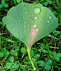 Ginkoblatt nach einem Regen