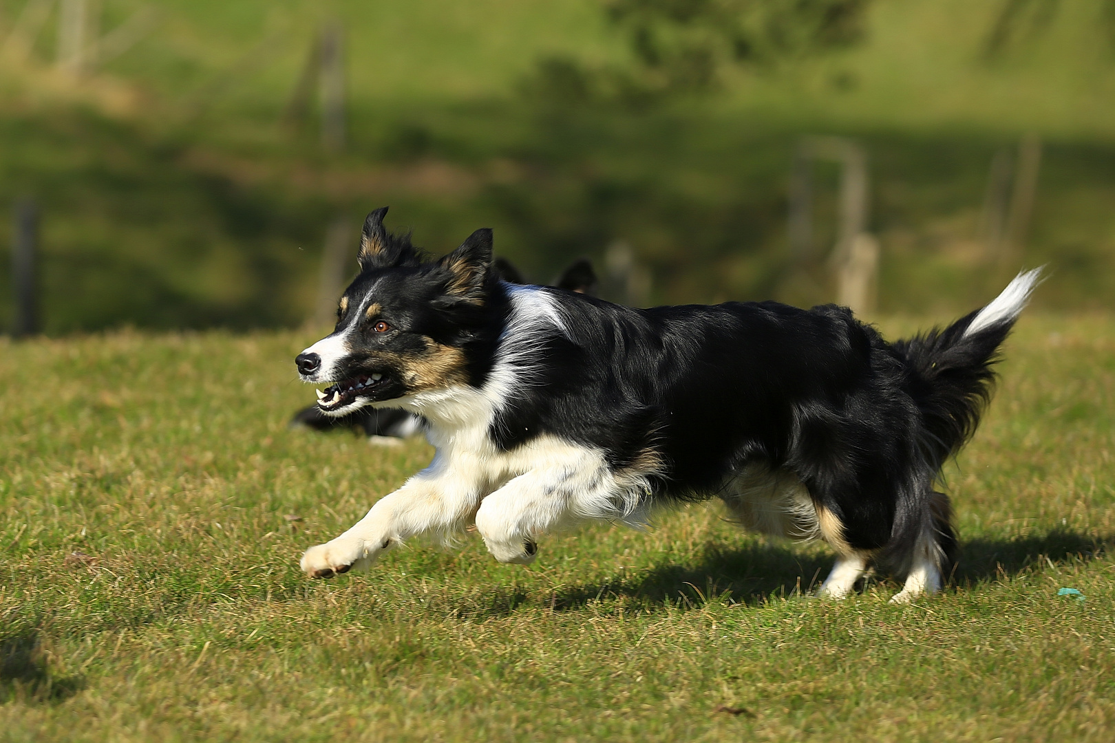  Ginn /Border Collie