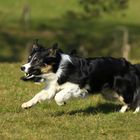  Ginn /Border Collie