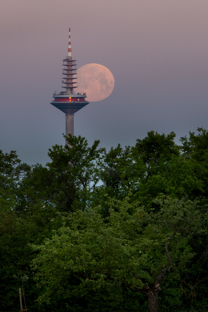 Ginnheimer Spargel umrungen vom Vollmond