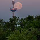 Ginnheimer Spargel umrungen vom Vollmond