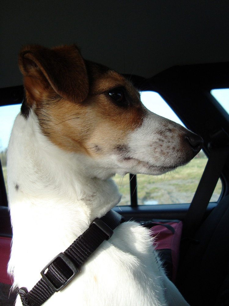 Ginny - The Jack Russell Lady