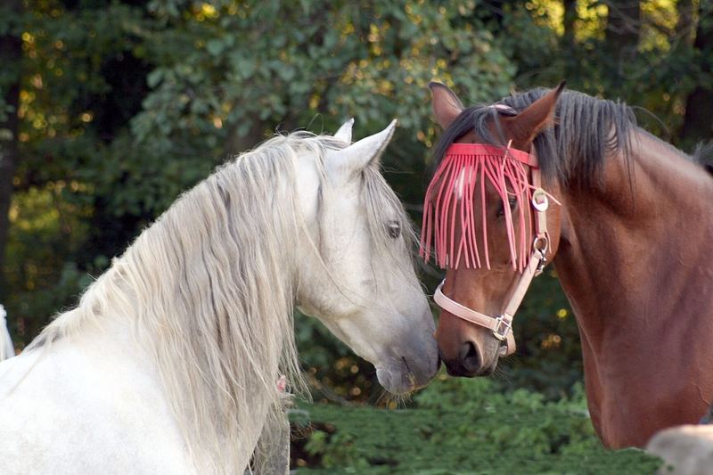 Flirten tiere
