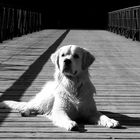 Gino_on the bridge