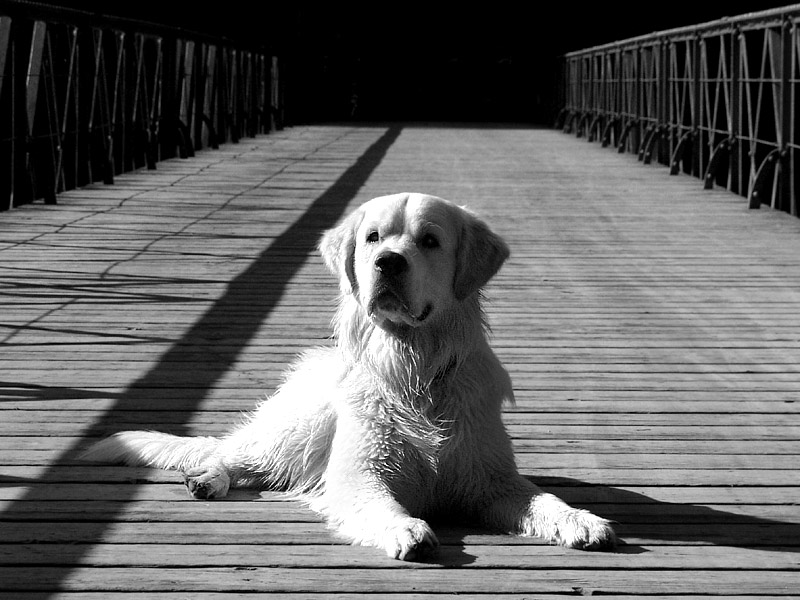 Gino_on the bridge