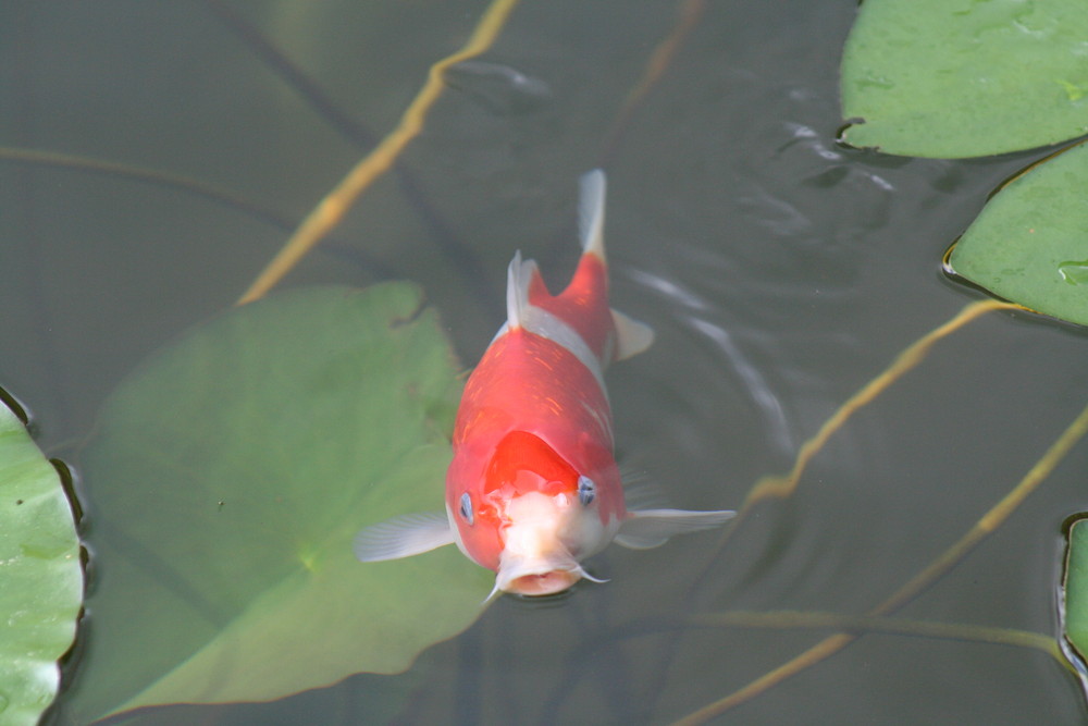 Ginrin Kohaku