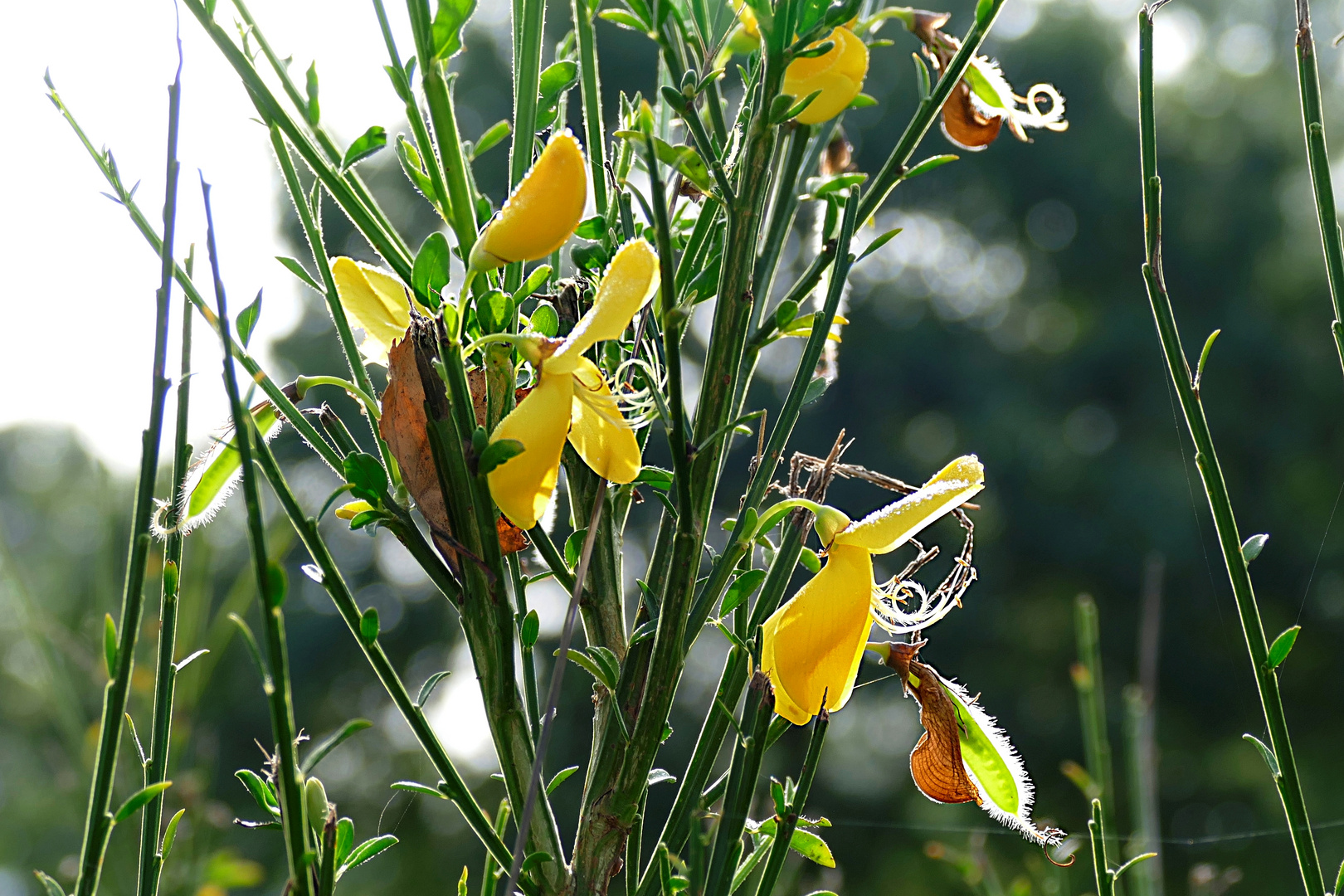 Ginster 2. Blüte