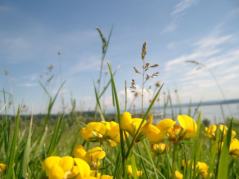 Ginster am Bodensee