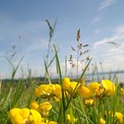 Ginster am Bodensee