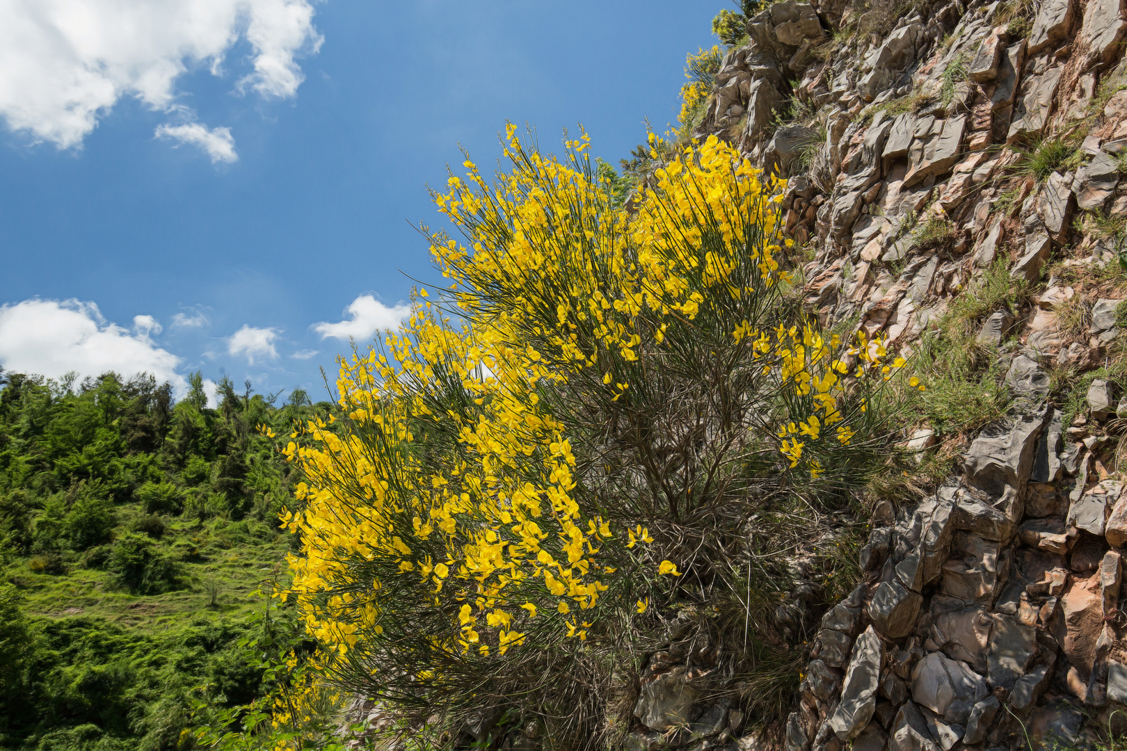 Ginster am Felsen