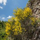 Ginster am Felsen