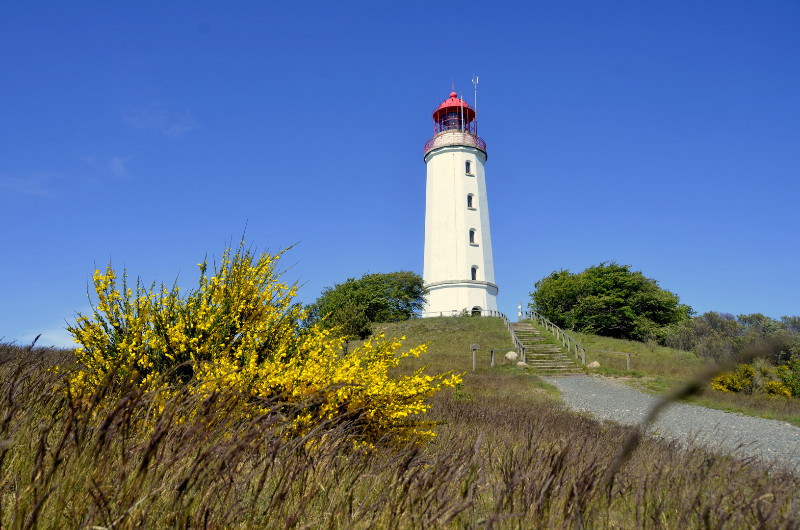 Ginster am Leuchtturm Dornbusch