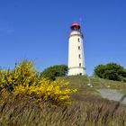 Ginster am Leuchtturm Dornbusch