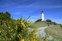 Ginster am Leuchtturm Dornbusch