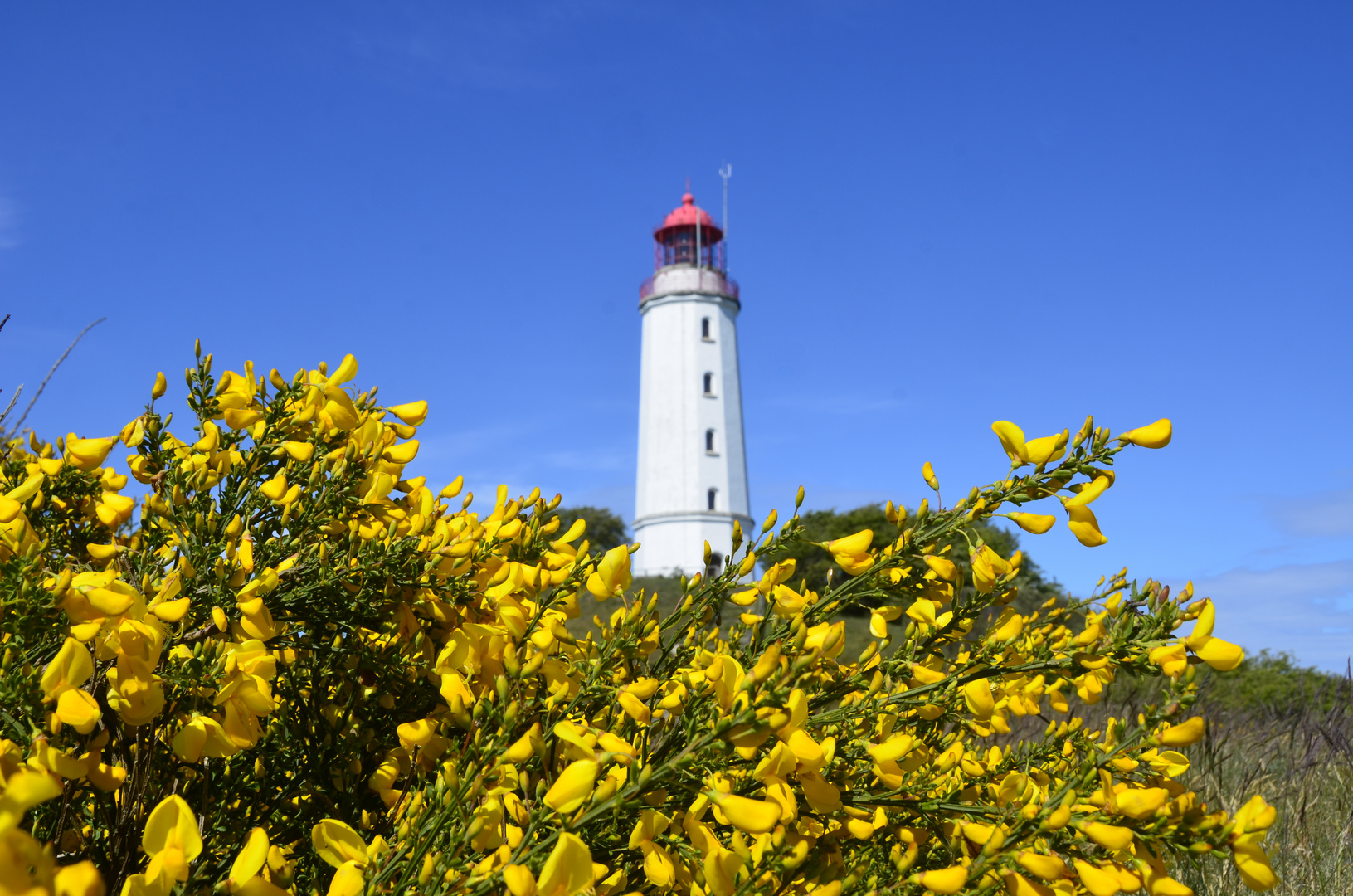 Ginster am Leuchtturm Dornbusch