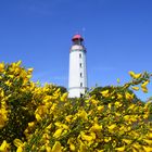 Ginster am Leuchtturm Dornbusch