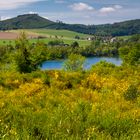 Ginster am Sorpesee