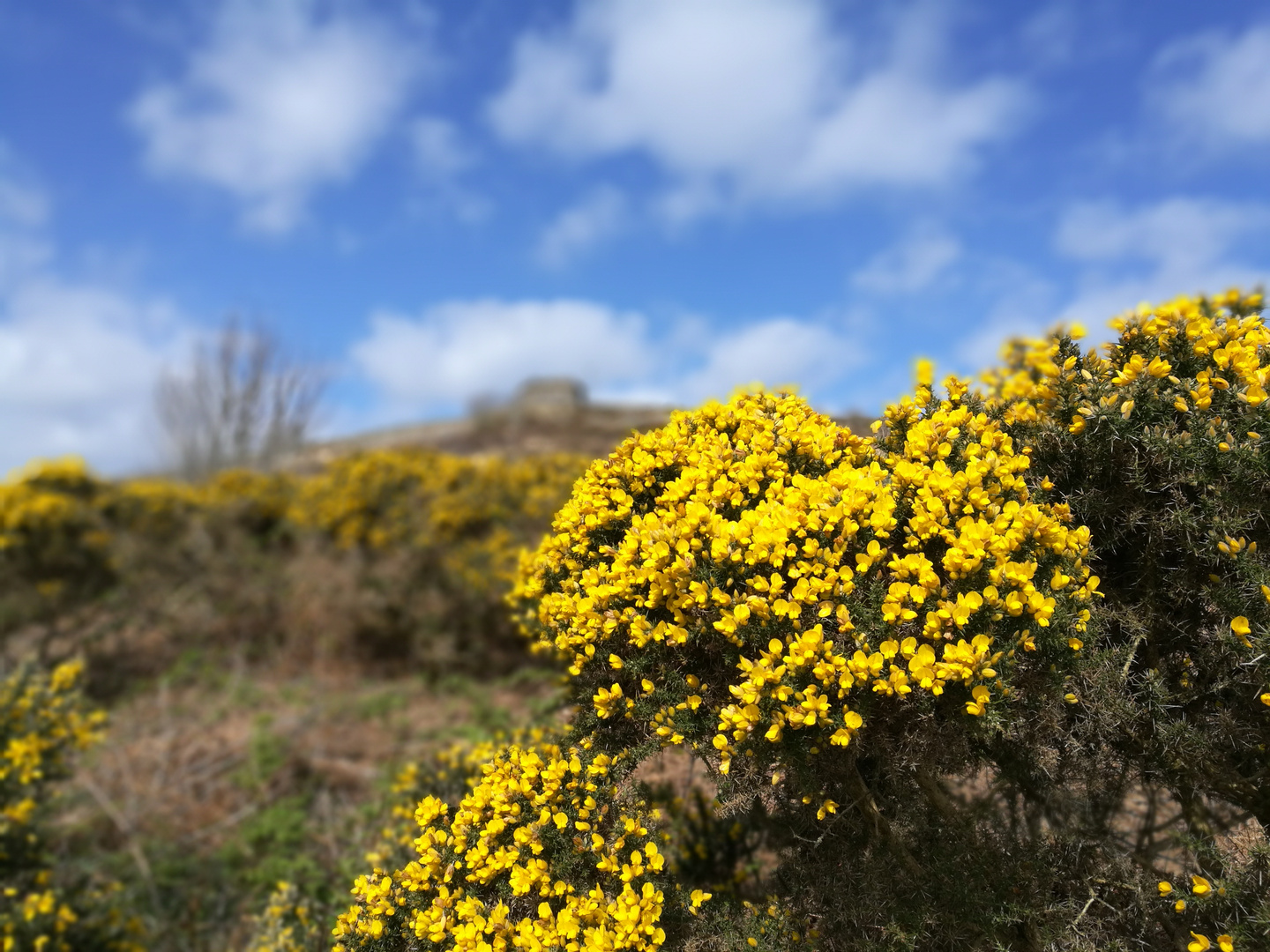 Ginster auf Inishowen